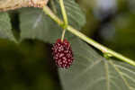 Red mulberry